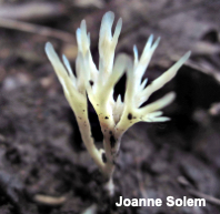 Tremellodendropsis tuberosa