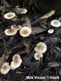 Mycena galericulata