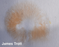 Pluteus aurantiorugosus