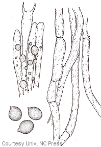 Clavulina cristata