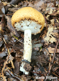 Agaricus nanaugustus