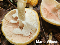 Agaricus nanaugustus