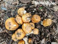 Agaricus nanaugustus