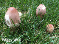 Chlorophyllum rhacodes