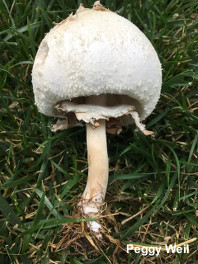 Chlorophyllum rhacodes