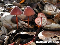 Marasmius plicatulus
