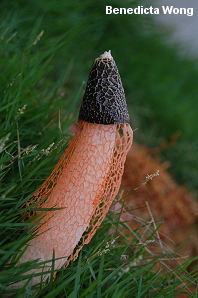 Phallus cinnabarinus