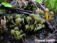 Leotia atrovirens