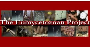 Archived: Eumycetozoan Project
