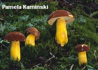 Boletus auripes