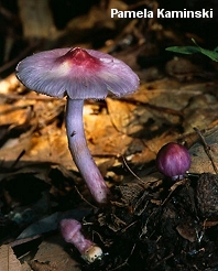 Entoloma geophylla var. lilacina