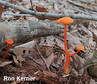 Hygrocybe sp
