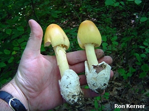 Amanita banningiana