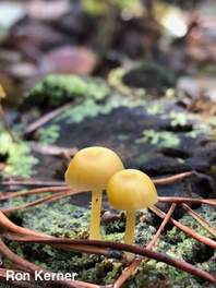 Chromosera lilacifolia