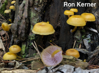 Chromosera lilacifolia