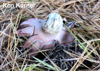 Geastrum rufescens