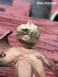 Geastrum rufescens