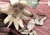 Geastrum rufescens