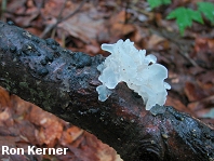 Tremella fuciformis