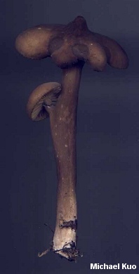 Lactarius lignyotus