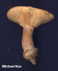 Lactarius sp.