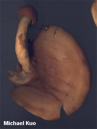 Lactarius volemus
