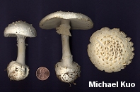 Amanita abrupta