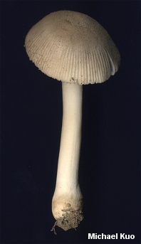 Amanita farinosa