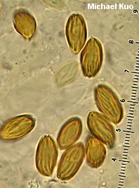 Boletellus pseudochrysenteroides