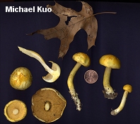 Boletus curtisii spores