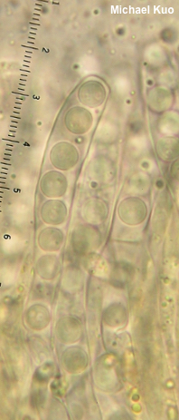Caloscypha fulgens