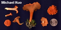 Cantharellus cinnabarinus