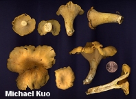 Cantharellus lateritius