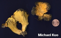 Cantharellus lateritius