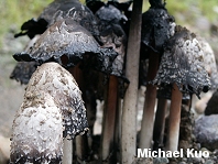 Coprinus comatus