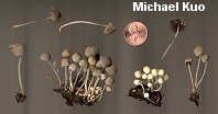 Coprinellus disseminatus