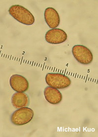 Cortinarius iodes