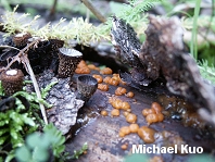 Cyathus striatus