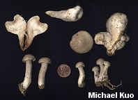 Entoloma abortivum spores