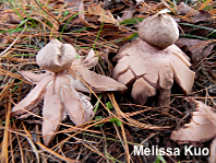 Geastrum rufescens