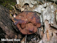 Gyromitra perlata