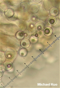 Gyromitra sphaerospora