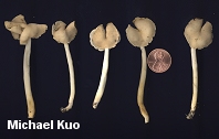 Helvella latispora