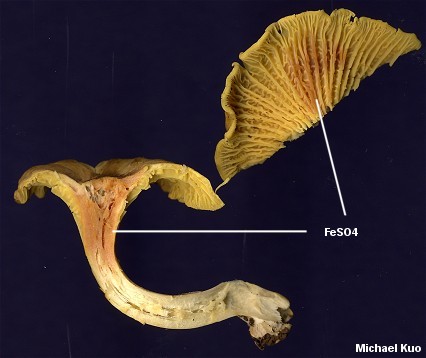 Cantharellus appalachiensis