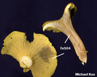 Cantharellus cibarius