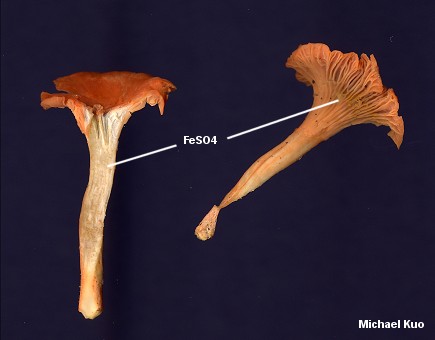 Cantharellus cinnabarinus