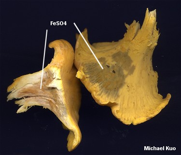 Cantharellus lateritius