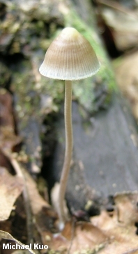 Mycena sp.