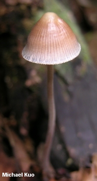 Mycena sp.