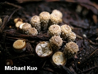 Bird's Nest Fungi